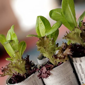 447K views · 2.5K shares | 3 ways to use your recyclables to grow...