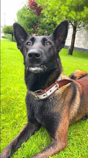 Malinois Lightning Attack