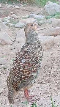 best hunting calling