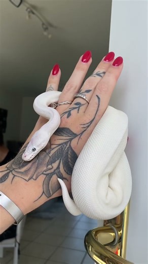 Un python tout blanc ❤️❤️❤️