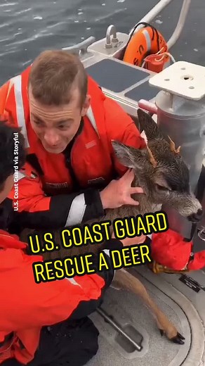 Coast Guard Rescues Deer from Alaskan Waters