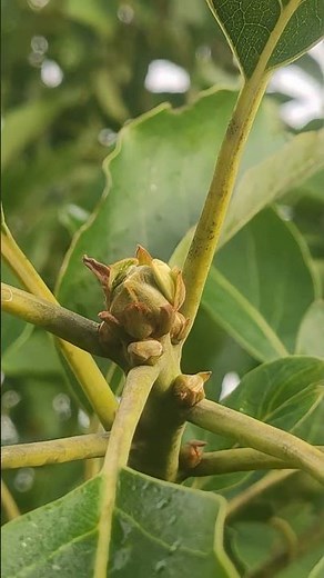 Indian Avocado Flowering Start October 2025