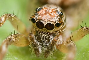 Some male spiders tie up females before sex so they don't get eaten alive