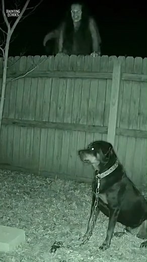 Dog Vs Witch 2 #horrorreels #horrorfan #witches #dog | Haunting Echoes