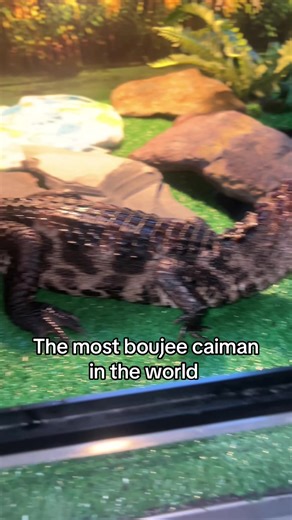 Understanding Macaw Furniture Mod and Tropical Birds