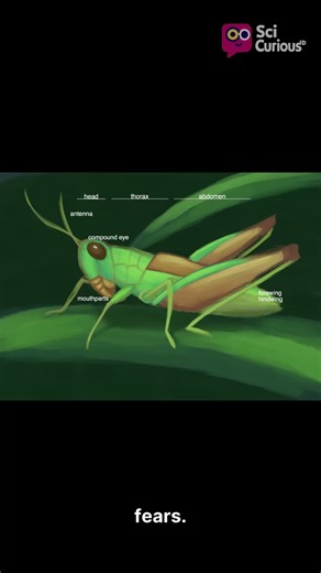 A Parasite That Literally Controls the Brain