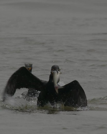 OMG Amazing Birds | Amazing World | Facebook