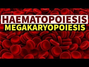 MEGAKARYOPOIESIS | Dr.Sonu Yadav | Pathology Kingdom | Haematopoiesis Series | Haematology