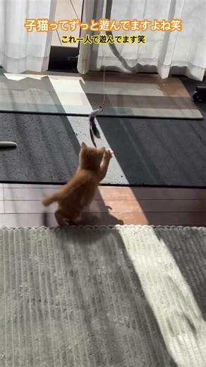 おもちゃを吊るしてあるだけです笑 #cat #猫のいる暮らし #猫のいる生活 #ねこ #猫好きさんと繋がりたい #ねこのいる暮らし