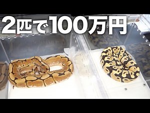 【2匹で100万円】ボールパイソン専門店で買える最も高い生体