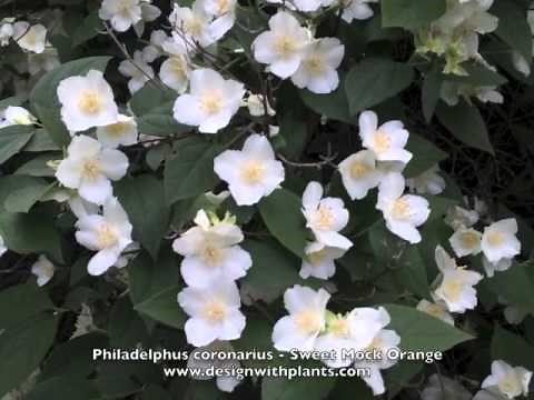 Philadelphus coronarius - Sweet Mock Orange