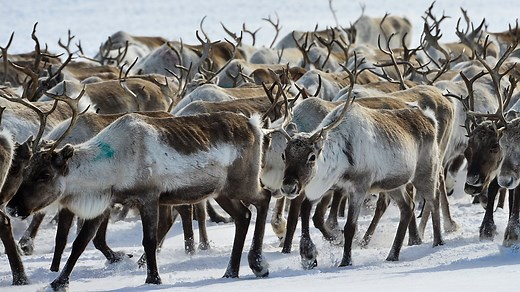 BBC Four - All Aboard! The Great Reindeer Migration
