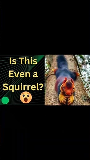 A Giant Squirrel! 😱