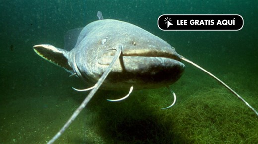 Siluro en el Guadalquivir: peligroso pez que altera el ecosistema andaluz