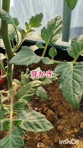 ミニトマトコンテナ栽培やり方芽かきミニトマトのコンテナ栽培は、日当たり・排水性の良い場所（15L以上の鉢）を選び、4月下旬〜5月上旬に定植するのがコツです。支柱で苗を支え、乾燥に注意 #家庭菜園