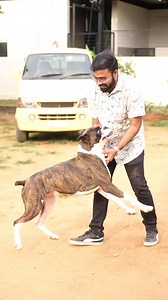 71K views · 1.3K reactions | Hello Friends #prasanth360 #boxer #dogs #boxerdogs #tamil #tamilreels #thebarkhouse #fbreels #reelvibes #positivereels | Prasanth360 | Facebook