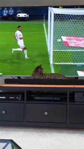 Look at the frightened cat #fyp #cat #catvideo #fun | cats videos