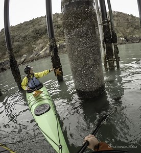 Trinidad Bay Kayak Tour – Whales & Wildlife