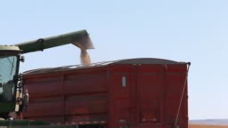Wheat being loaded into truck at harvest time
