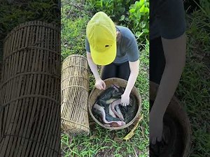 Survival fish trapping skills for huge fish