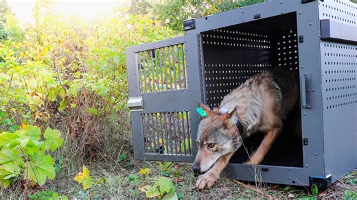 Researchers Say Remote Lake Superior Island’s Wolves Are Thriving as Packs Prey on Moose