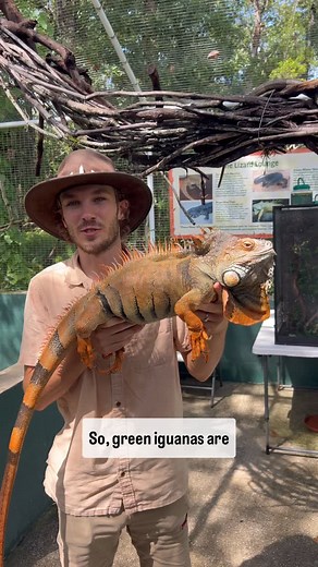 � Green iguanas aren’t always green! Their colors can shift to orange, red, or even blue depending on age, mood, temperature, health, and even mating season. � Nature’s way of communication! - - - #IguanaFacts #AnimalEducation #TarponSpringsAquarium #reptilelover #greeniguana #iguanapets #momsoftampabay #iguanalove #aquariumlife #tampabaymoms #iguanaofinstagram | Tarpon Springs Aquarium