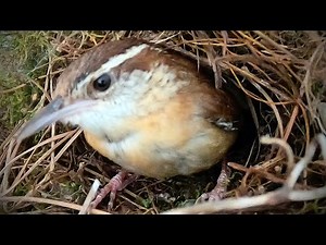 Watch Carolina Wrens Build a Nest: Adorable Time-Lapse You Can’t Miss!