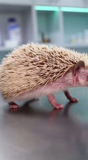 Mange-Covered Hedgehog Grows Quills After Fungal Treatment