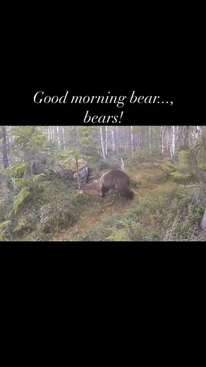 98K views · 600 reactions | Wildlife Sweden on Reels | Facebook