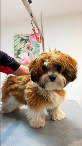 💥 Face Trim and Grooming of a Havanese