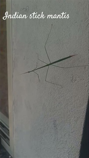 🌿 You Won't Believe This Is an Insect! | Indian Stick Mantis 😱