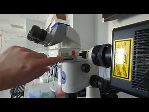 Multichannel Fluorescence and Brightfield imaging Zeiss ZEN