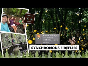 Synchronous Fireflies In The Great Smoky Mountains National Park
