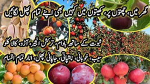 233K views · 9.3K reactions | Grow every fruit in your house || Biggest hybrid fruits nursery farm || Chat py kasht phal ogain | Farming Tips | Facebook
