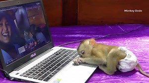 Pity Moly Watch Video Till Asleep On Computer | Moly So Adorable while Sleeping | Monkey Dodo