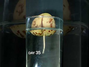 Avocado growing in water time lapse - 120 days in 59 seconds
