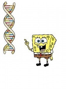 Genetics Phenotype & Genotype SpongeBob Square Pants Middle  School Science