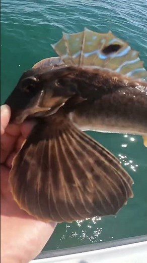 The Northern Sea Robin Ocean Fishing