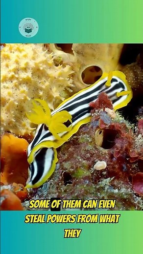 Sea Slug 😲 The Ocean’s Most Colorful Alien!