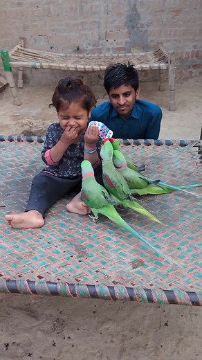 Aliza Ne Oper Utha Liya Apne Parrot Ko #parrot #aliza #funny #shorts | Cute Baby Parrot