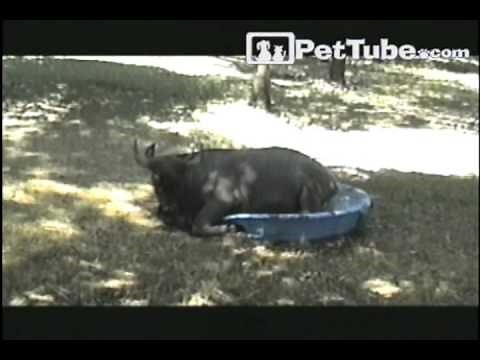 Funniest Pets & People: Episode 14- PetTube