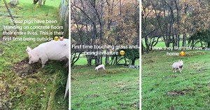 Pigs that were caged their whole lives experience the outdoors for first time in wholesome video