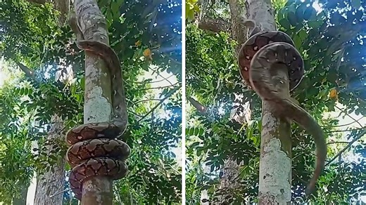 Kraft und Geschick: Python in Thailand klettert Baum hinauf