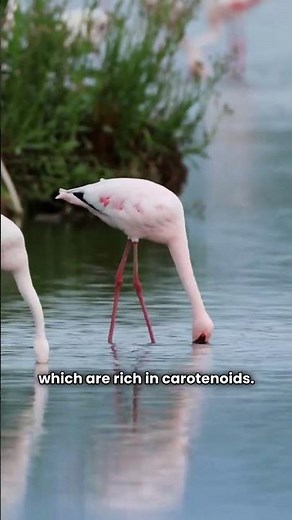 Facts you didn't know about flamingos
