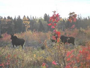 NEW BRUNSWICK MOOSE MATING RITUALS