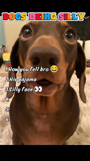 Silly dogs doing silly things #funny #viral #shorts