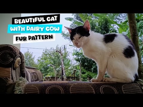 Beautiful cat with dairy cow fur pattern