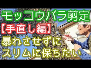 【モッコウバラの剪定(手直し編)】伸び過ぎないで花も楽しむための大切なポイント(2026年1月)🌿🌹