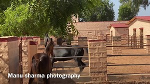 382K views · 10K reactions | Stud Farm design ( Idea )for Marwari horses | Manu sharma photography | Facebook