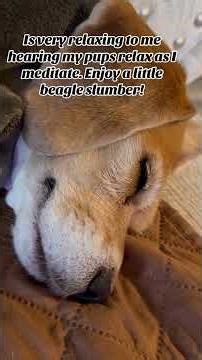 Beagle snoring. #happy #beagles #peace